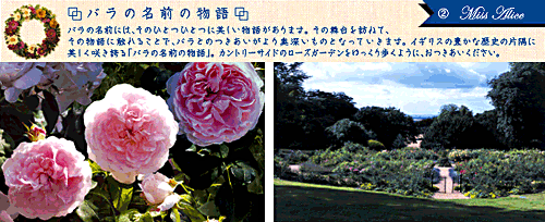 rose-name_2.gif