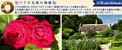 rose_name8.gif