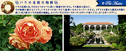 rose_name_6ph.jpg